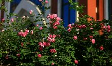 妈妈的花，如此美好