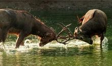 鹿的声音和马的脸