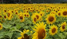 心中的那一道阳光