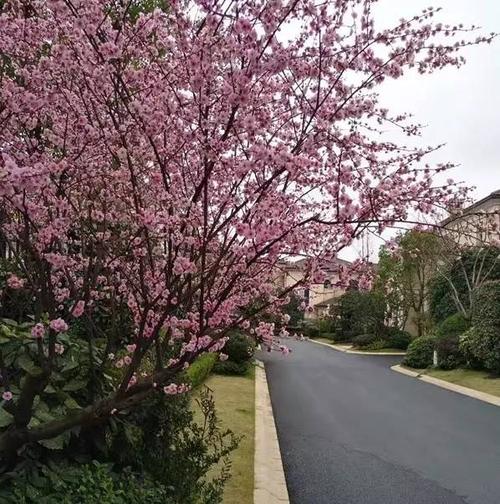在雨季盛开