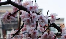 一抹阳光杏花开