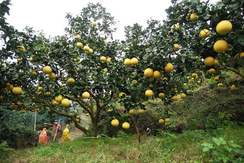 我是来自苍南的Mazhan Siji Pomelo