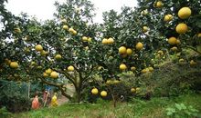 我是苍南的马站四季柚