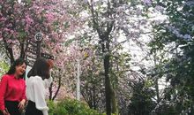 但愿我是紫荆树