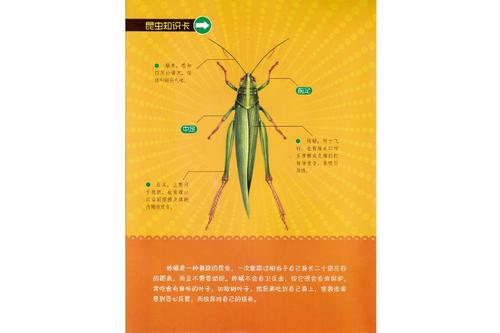 红蚂蚁公告