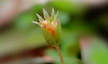 小草给雨滴的表扬信