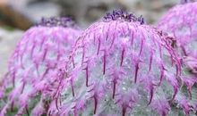 我闯进了植物世界