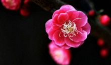 我最喜爱的梅花