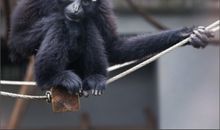 追踪白眉长臂猿