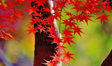 霜叶红于二月花