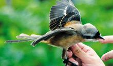 救护受伤的小鸟