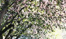 校园里的海棠树