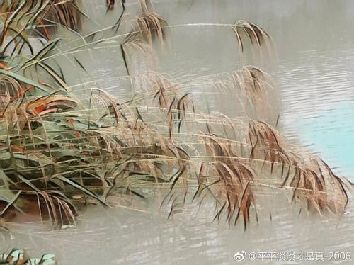 组成描述芦苇
