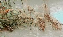 描写芦苇的作文