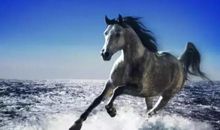 假如我是一匹千里马