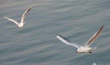 勇敢的“海燕”