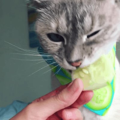 小猫挑食者