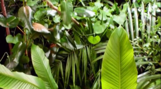 植物王国的秘密