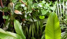 植物王国的秘密