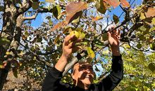 我爱金色的秋天