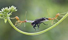 苍蝇给我的启示