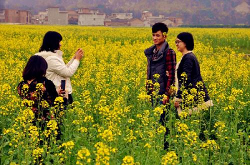 看到油菜花