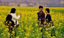 看油菜花
