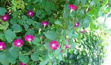 那一抹淡淡的红