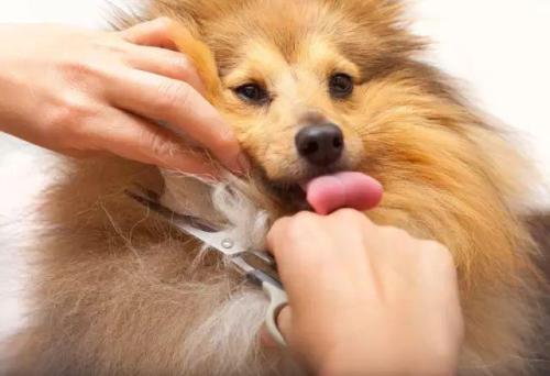幼犬