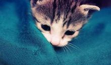 我变成了一只小猫