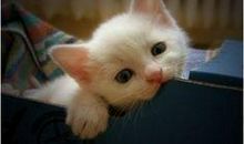 我想养一只小猫