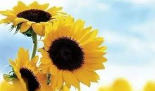 走，我们一起去看花