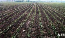 我爱家乡的黑土地