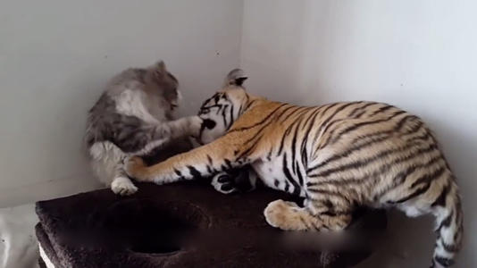 猫和老虎