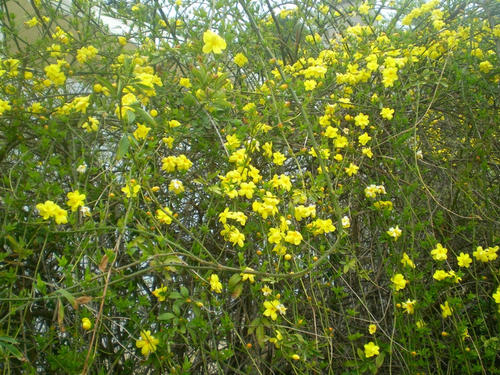 冬季茉莉花放出