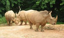 长隆野生动物世界游记