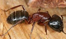 我居然变成了蚂蚁