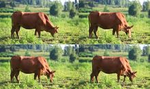 爷爷家的大黄牛