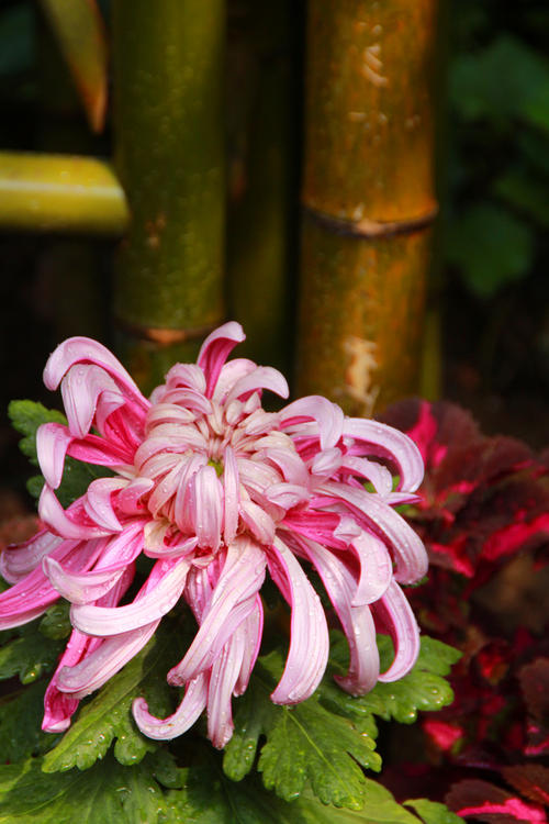 中秋节