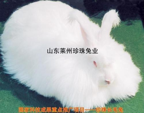 珍珠兔