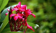 缅栀花下的拥抱