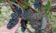 那双托着葡萄的手