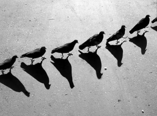 看完《影子》后的感想