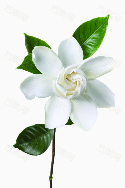 ia子花的回忆