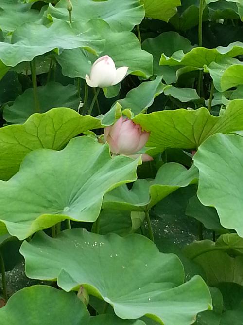 莲花醉