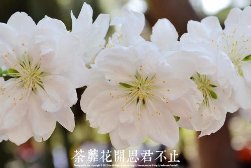 花开