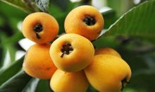 又是一年枇杷黄