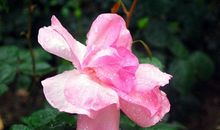 一朵粉色的月季花