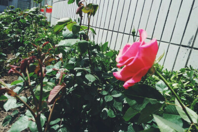 你是我内心的光芒
