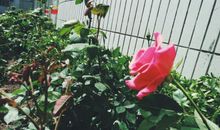 你是我心中的一束光